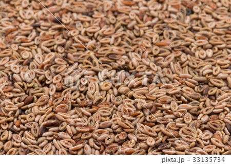 シリウム種子　サイリウムシード　オオバコ種子: Psyllium seeds 33135734