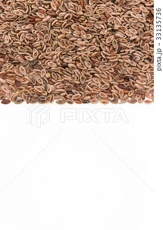 シリウム種子　サイリウムシード　オオバコ種子: Psyllium seeds 33135736