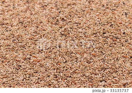シリウム種子　サイリウムシード　オオバコ種子: Psyllium seeds 33135737