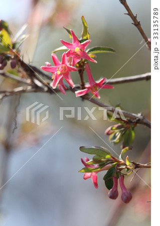 ウグイスカグラ 33135789