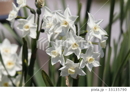 ニホンスイセン ニホンスイセン 33135790