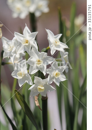 ニホンスイセン ニホンスイセン 33135791