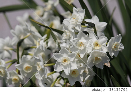 ニホンスイセン 33135792