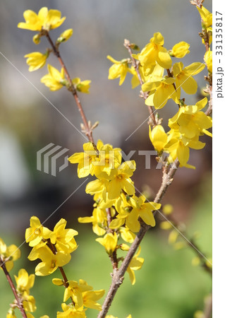 レンギョウ 33135817