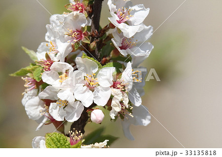 ユスラウメ ユスラウメ 33135818