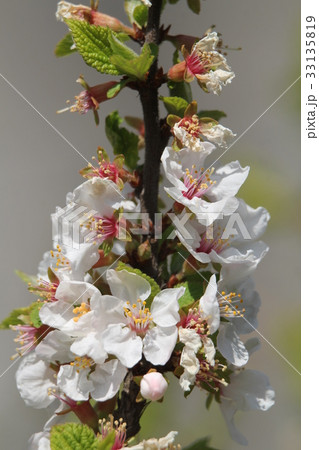 ユスラウメ ユスラウメ 33135819