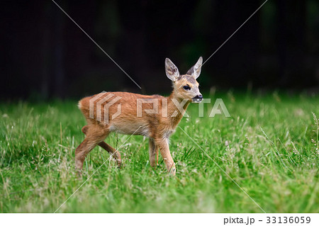 Baby roe deer on summer meadow 33136059