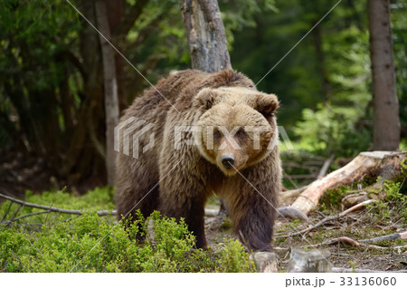 Big brown bear in the forest Big brown bear in the forest 33136060