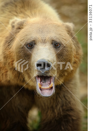 Big brown bear in the forest Big brown bear in the forest 33136071