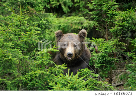 Big brown bear in the forest Big brown bear in the forest 33136072