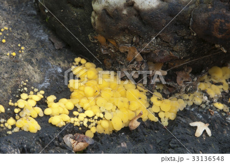 Bisporella citrina [Calycella citrina] 33136548