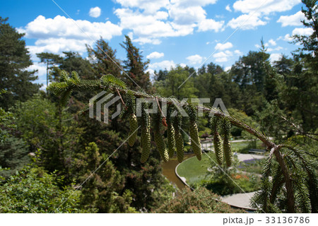 Limber Pine 33136786