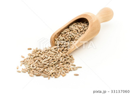 ライムギ：Rye berries 33137060