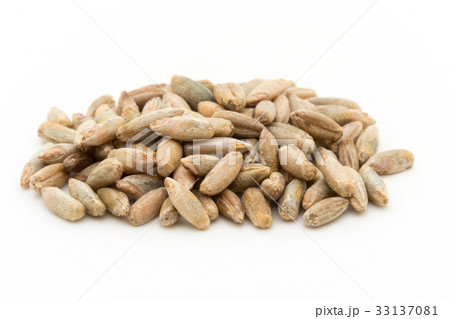 ライムギ:Rye berries ライムギ:Rye berries 33137081
