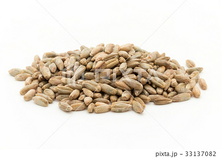 ライムギ：Rye berries 33137082