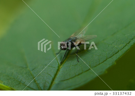 Macro photo of a fly on a green leaf. 33137432