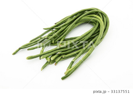 ジュウロクササゲ(ロングビーン): Yardlong bean ジュウロクササゲ(ロングビーン): Yardlong bean 33137551