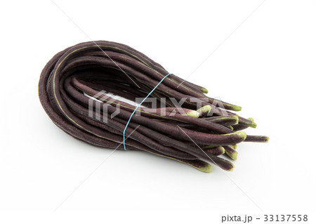 パープルジュウロクササゲ（パープルロングビーン）: Purple yardlong bean 33137558