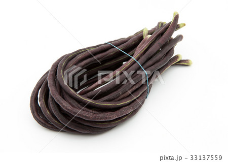 パープルジュウロクササゲ（パープルロングビーン）: Purple yardlong bean 33137559