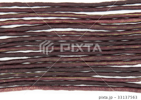 パープルジュウロクササゲ（パープルロングビーン）: Purple yardlong bean 33137563