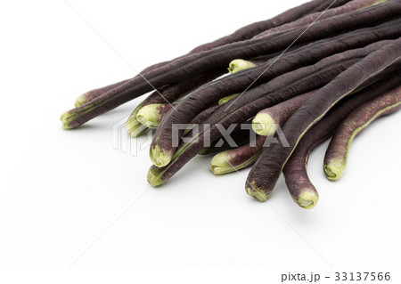 パープルジュウロクササゲ(パープルロングビーン): Purple yardlong bean パープルジュウロクササゲ(パープルロングビーン): Purple yardlong bean 33137566