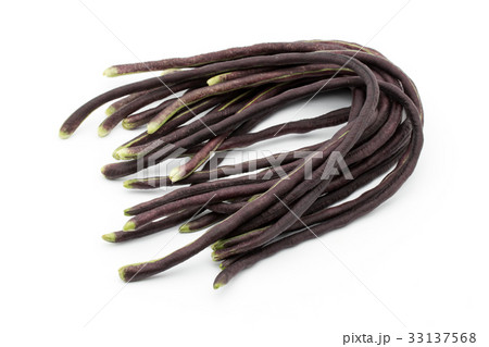 パープルジュウロクササゲ（パープルロングビーン）: Purple yardlong bean 33137568