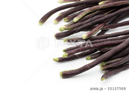 パープルジュウロクササゲ(パープルロングビーン): Purple yardlong bean パープルジュウロクササゲ(パープルロングビーン): Purple yardlong bean 33137569