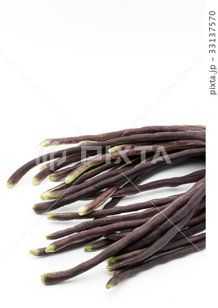 パープルジュウロクササゲ（パープルロングビーン）: Purple yardlong bean 33137570