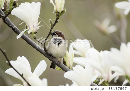 Magnolia spring flowers 33137647