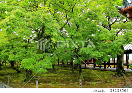 京都　初夏の東福寺 33138565