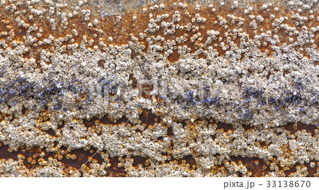 acorn barnacles attached to hull of rowboat acorn barnacles attached to hull of rowboat 33138670