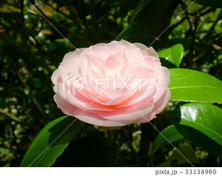 ツバキ 八重 ツバキ 八重 33138960