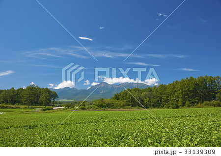 八ヶ岳とレタス畑 八ヶ岳とレタス畑 33139309