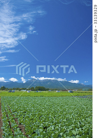 高原野菜 33139329