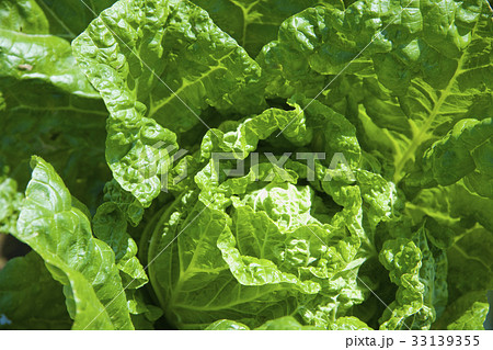 高原野菜 高原野菜 33139355