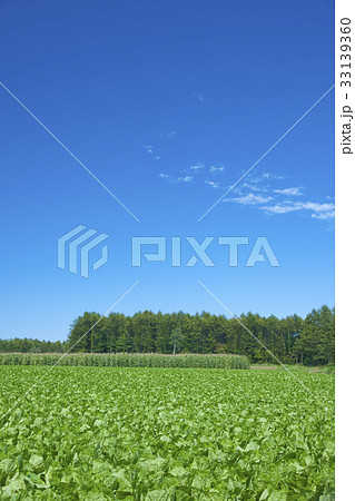 高原野菜 高原野菜 33139360