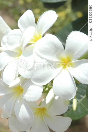 プルメリア プルメリア 33139660