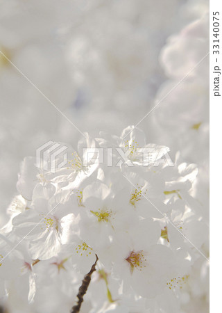 桜 桜 33140075