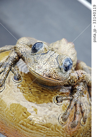 かじか蛙 かじか蛙 33140119