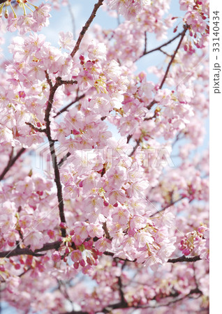桜 33140434