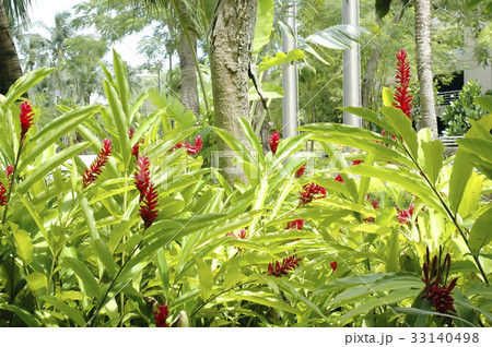 プルプラタ 33140498