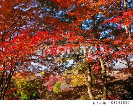清水寺の紅葉 清水寺の紅葉 33141856