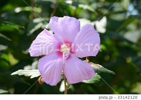 ムクゲ(大徳寺祇園守) ムクゲ(大徳寺祇園守) 33142120