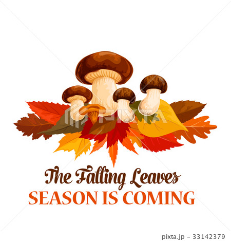 Autumn mushroom maple leaf vector greeting poster Autumn mushroom maple leaf vector greeting poster 33142379