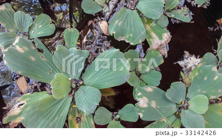 Water lettuce in the pond Water lettuce in the pond 33142426