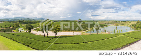 Panorama of Chui Fong Terrace Tea Plantation  33142645
