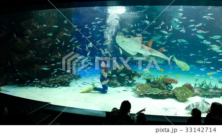 水族館 33142714