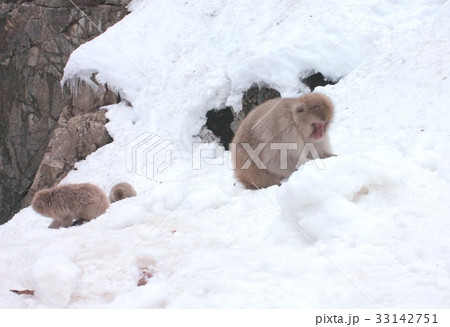 長野県山ノ内町の野猿公苑に暮らす日本猿、通称スノーモンキー 33142751
