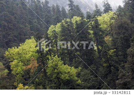 Light and Dark Foliage 33142811