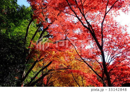 平林寺境内林の紅葉 平林寺境内林の紅葉 33142848